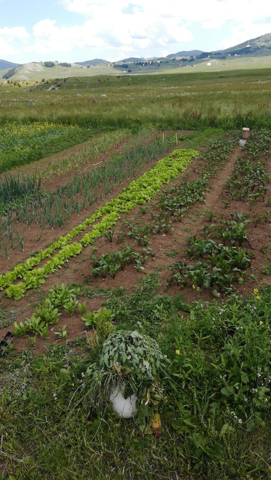 Hotel Organic Family Farm Žabljak Zimmer foto